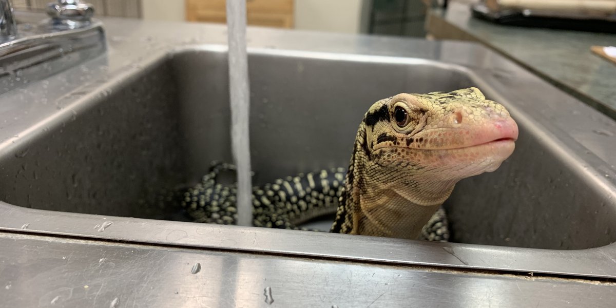 Sink lizard