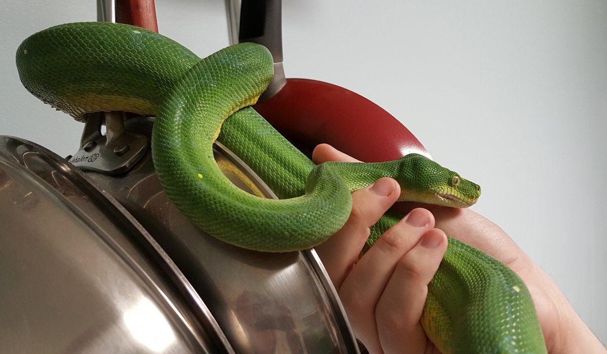 Jessie hanging out on the kitchenware