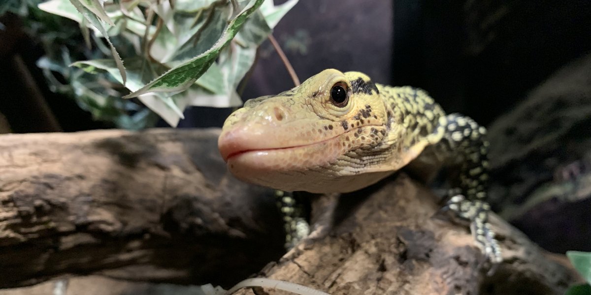 Falafel says hi