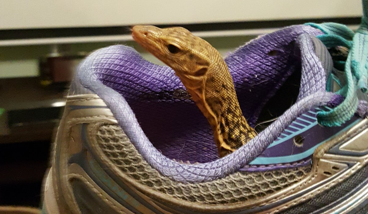 Baby Falafel in a shoe