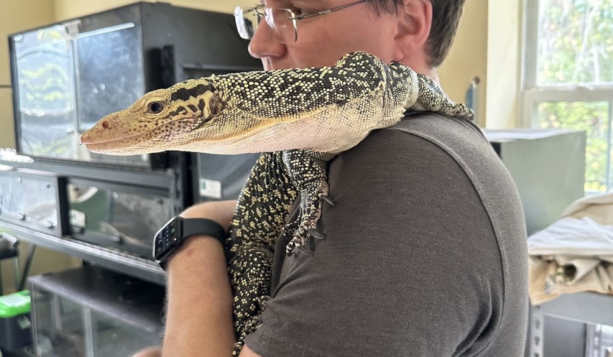 ShoulderLizard