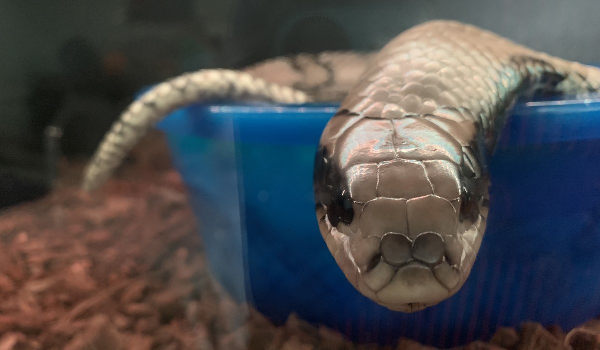 Griffin doing a bowl soak