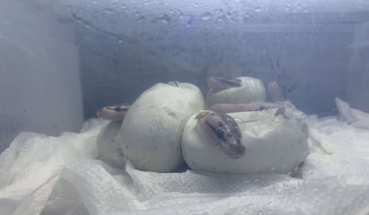 Baby ball python hatchlings